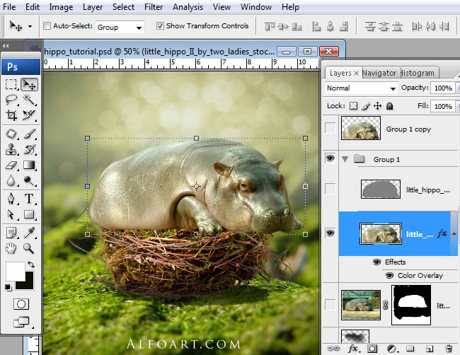 hippo, photoshop, nest, egg, shell, flying hippo, cute, baby, wings, hippopotamus, feathers
